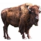 bison