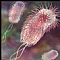 ecoli