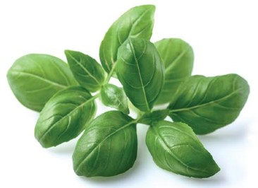 basil