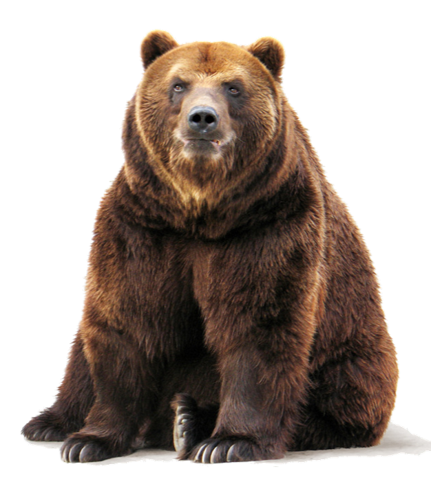 bear