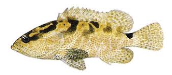 grouper grouper