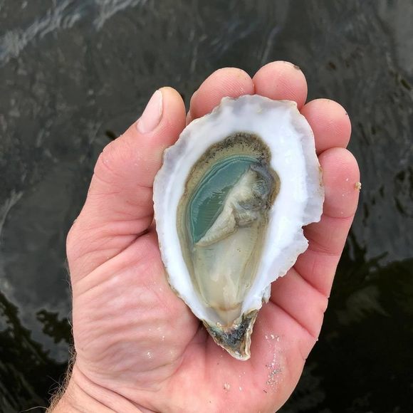 oyster