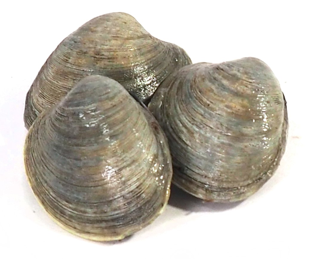 clams
